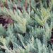 146_6548_Juniperus_horizontalis_Blue_Chip.JPG
