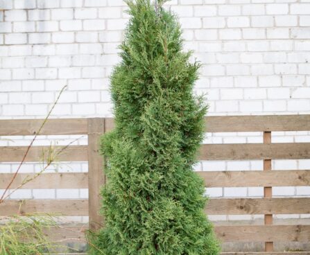 580_6505_Thuja_occidentalis_Holmstrup.JPG