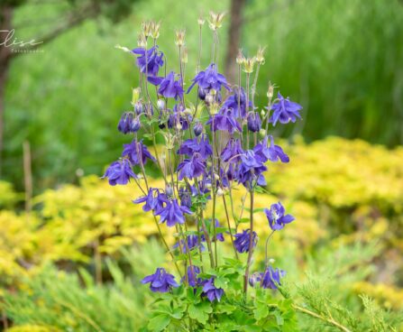 584_10304_Aquilegia_alpina_kurekell.jpg