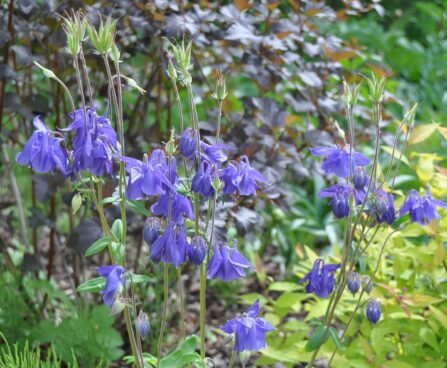 Aquilegia_alpina_kurekell