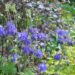 Aquilegia_alpina_kurekell