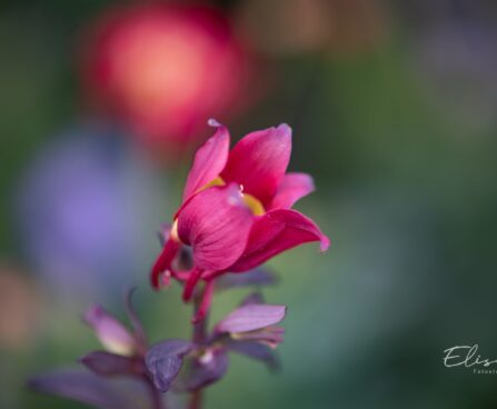 585_10046_Aquilegia_caerulea_Kirigami_Red_White_kurekell.jpg