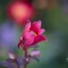 585_10046_Aquilegia_caerulea_Kirigami_Red_White_kurekell.jpg