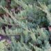 146_6549_Juniperus_horizontalis_Blue_Chip1.JPG