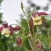 585_7734_Aquilegia_Spring_Magic.JPG