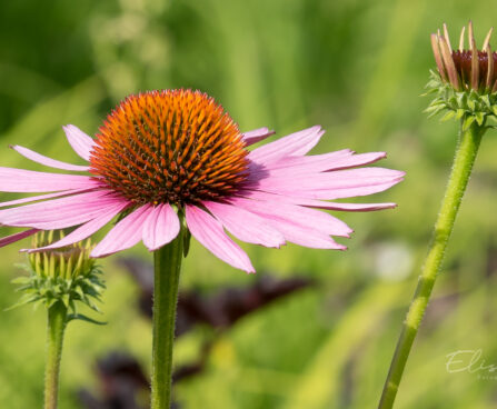 592_9020_Echinacea_purpurea_Magnus siilkübar.JPG