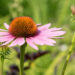 592_9020_Echinacea_purpurea_Magnus siilkübar.JPG