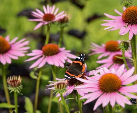 592_9021_Echinacea_purpurea_Magnus_siilkübar2.JPG