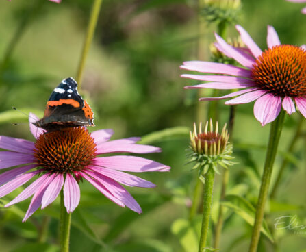 592_9022_Echinacea_purpurea_Magnus_siilkübar3.JPG