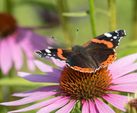 592_9023_Echinacea_purpurea_Magnus_siilkübar4.JPG