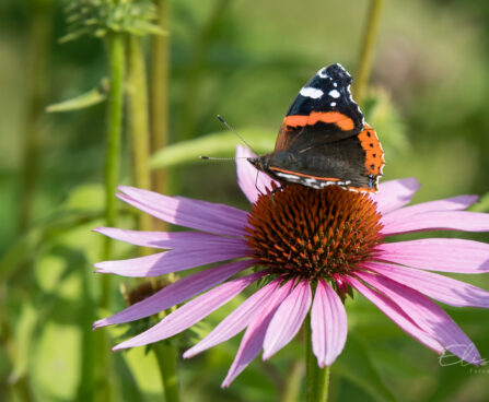 592_9024_Echinacea_purpurea_Magnus_siilkübar5.JPG