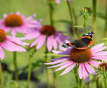 592_9025_Echinacea_purpurea_Magnus_siilkübar6.JPG