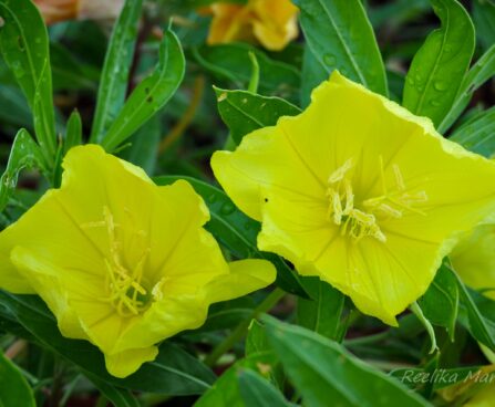 594_4295_Oenothera.jpg