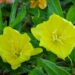 594_4295_Oenothera.jpg