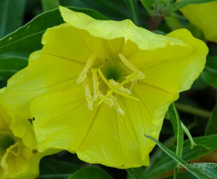 594_4296_Oenothera1.jpg