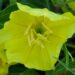 594_4296_Oenothera1.jpg