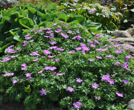 Geranium sanguineum `Compacta` verev kurereha.JPG