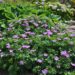 Geranium sanguineum `Compacta` verev kurereha.JPG