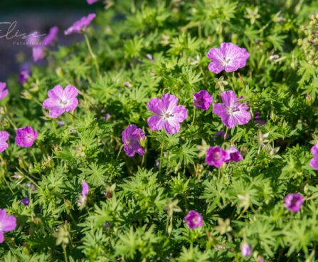 611_8731_Geranium_sanguineum_Compacta_2.JPG