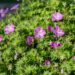 611_8731_Geranium_sanguineum_Compacta_2.JPG