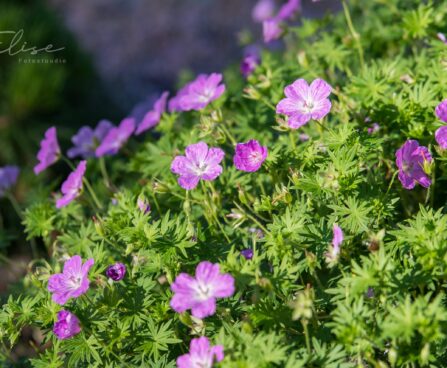 611_8733_Geranium_sanguineum_Compacta.JPG