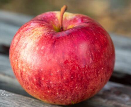 635_9320_Malus_domestica_Paide_talioun_ounapuu_2.jpg