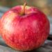 635_9320_Malus_domestica_Paide_talioun_ounapuu_2.jpg