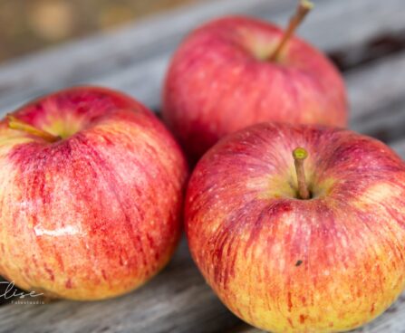 635_9321_Malus_domestica_Paide_talioun_ounapuu_.jpg