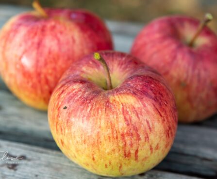 635_9322_Malus_domestica_Paide_talioun_ounapuu.jpg
