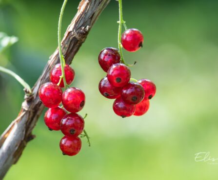 643_10383_Ribes_rubrum_Jonkheer_van_Tets_punane_sostar_3.jpg