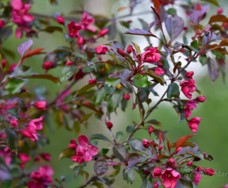 644_6315_Malus_Royalty.jpg