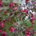 644_6315_Malus_Royalty.jpg