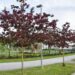 644_7553_Malus_Royalty.JPG
