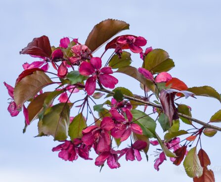 644_7554_Malus_Royalty_2.JPG