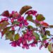 644_7554_Malus_Royalty_2.JPG