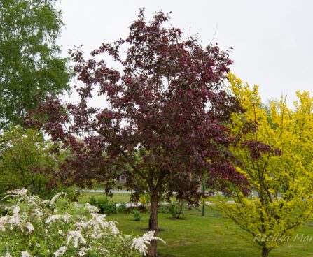 644_8000_Malus_Royalty.JPG