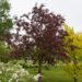 644_8000_Malus_Royalty.JPG