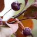 644_9597_Malus_Royalty_iluounapuu.jpg