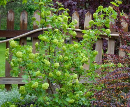 650_7999_Viburnum_opulus_Roseum.JPG