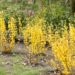651_8249_Forsythia forsüütia.JPG