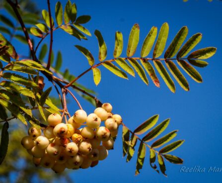 Sorbus pihlakas