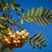 Sorbus pihlakas