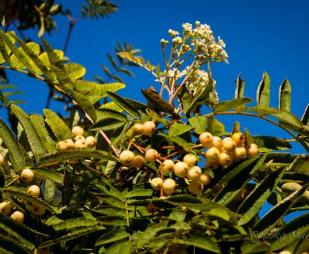Sorbus pihlakas