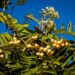 Sorbus pihlakas