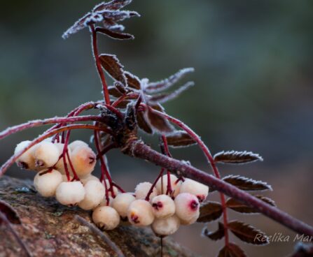 657_4211_Sorbus_koehne.jpg