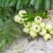 657_6753_Sorbus_koehneana.JPG