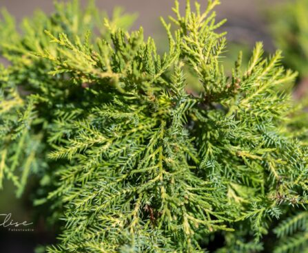 150_9860_Juniperus_media_Gold_Star_keskmine_kadakas_4.jpg