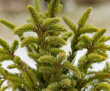 666_7054_Picea_abies_Cupressina.JPG