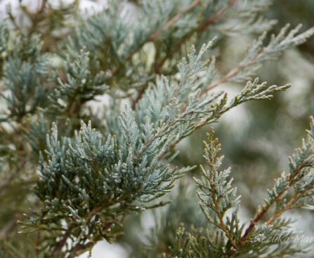 675_7047_Juniperus_scopulorum_Wichita_Blue_.JPG
