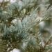 675_7047_Juniperus_scopulorum_Wichita_Blue_.JPG